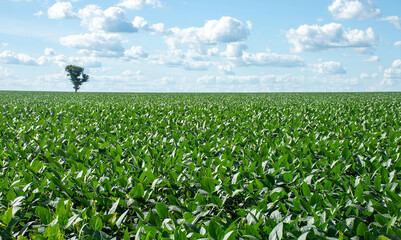 Soybean plantation on a farm in the city of Dourados - MS - Brazil
