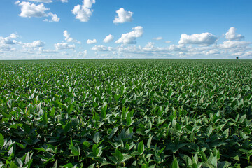 Soybean plantation on a farm in the city of Dourados - MS - Brazil