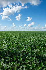 Soybean plantation on a farm in the city of Dourados - MS - Brazil