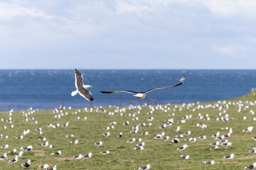Ilha Magdalena, Punta Arenas, Chile