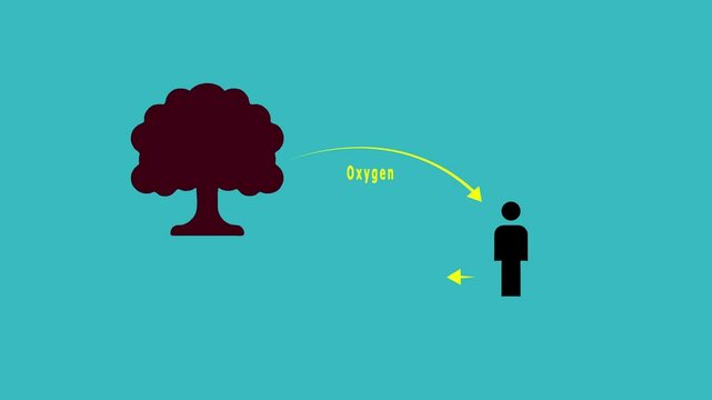 The Oxygen cycle.Oxygen Cycle Diagram for Science Education animation.Photosynthesis diagram