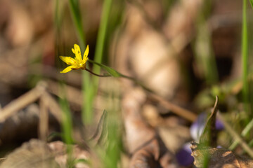 yellow flower in spring