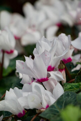 White Cyclamen Flower 