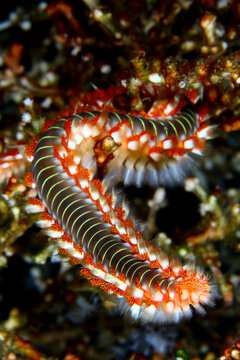 Gusano de fuego caminando sobre corales