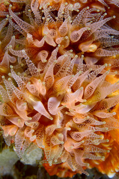 Detalle de an&eacute;monas submarinas