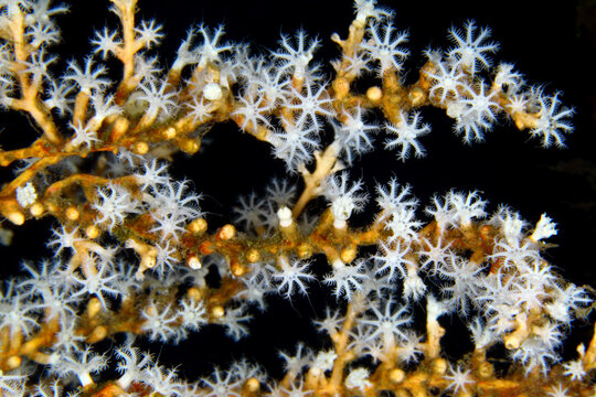 Corales con p&oacute;lipos