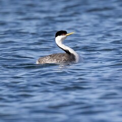 Western grebe Aechmophorus occidentalis swimming with its red colored eye on full alert