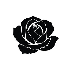 rose on white background