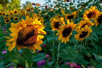 Sunflower Field in Bloom