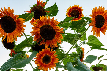 Crimson Sunflowers Against a Pale Sky