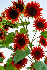 Crimson Sunflowers Against a Pale Sky