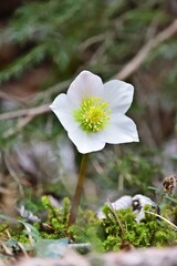 Schneerose (Helleborus niger), vertikal, Nähe Semmering