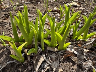 Obraz premium spring onions in the garden