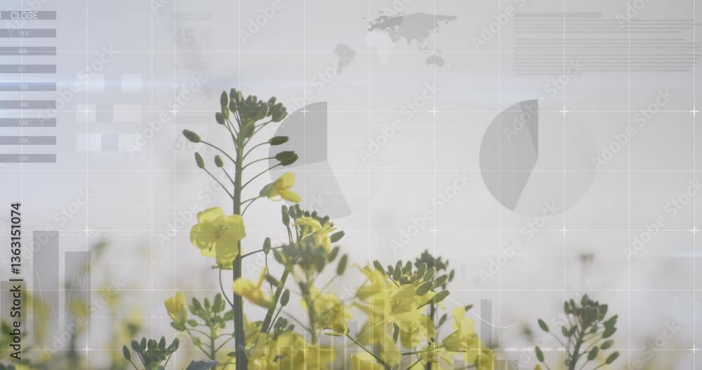 Poster yellow flowers with data charts and graphs animation overlaying scene