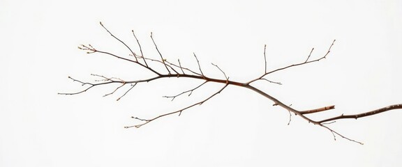 Delicate, bare branches isolated against a pure white backdrop,  plant,  abstract