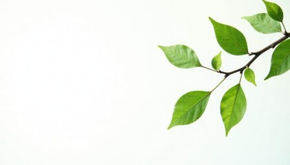 Delicate branches with leaves isolated on a white background, white, simple, green