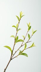 Fototapeta premium Delicate branches with soft leaves against a clean white backdrop, branch, white background