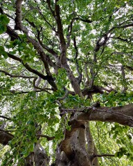 View from under an old beech tree