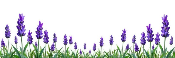 Obraz premium Isolated lavender flowers against white background, floral, lavender, greenery