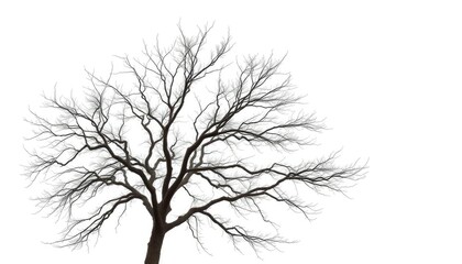 Obraz premium Lone deciduous tree, stark branches against pure white, photo, park