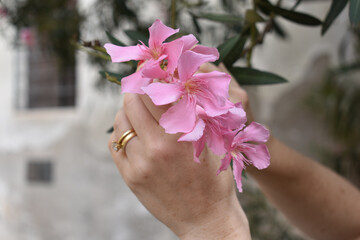 Pink oleander in woman's hands with rings 