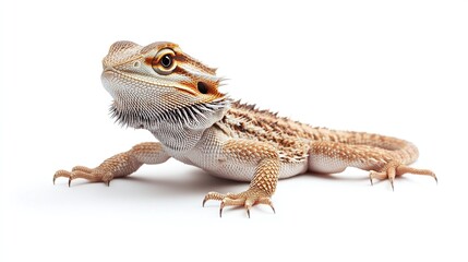 Naklejka premium A close-up shot of a Bearded Dragon lizard, showcasing its intricate scales and vibrant colors against a stark white background.
