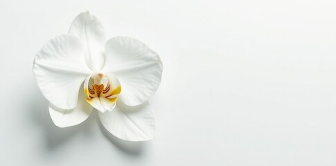 Fototapeta premium Pure white orchid petals unfolding on a pristine white background, soft, gentle, pure white