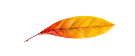 Single leaf, detached, floating on pure white backdrop, single, foliage
