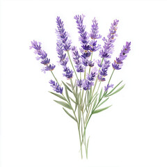 Obraz premium Lush Lavender Bouquet Watercolor Illustration of Purple Flowers