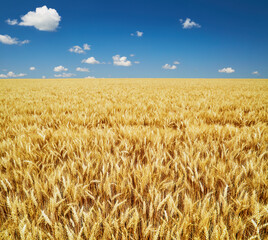 Rye field over blue sky