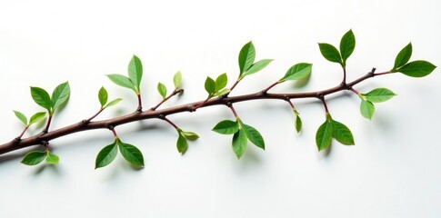 Twisted willow branches on a white background with subtle texture, isolated, branches
