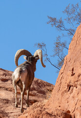 Desert Bighorn Sheep Ram in the Nevada Desert in Winter