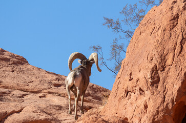 Desert Bighorn Sheep Ram in the Nevada Desert in Winter
