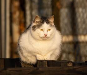 kot domowy © Marek