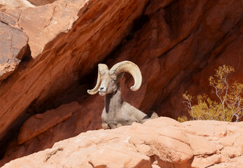 Desert Bighorn Sheep Ram in the Nevada Desert in Winter