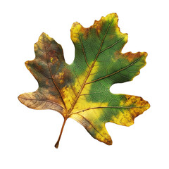 Fototapeta premium Autumn Maple Leaf | Multicolor Fall Foliage Isolated on White