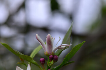 Delicate blossoms emerge in a tranquil garden, capturing the essence of spring's awakening in soft hues and gentle sunlight