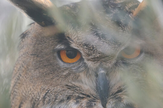 Majestic Eurasian eagle owl eyes through soft focus leaves