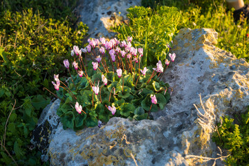 Pink Cyclamen flowers blooming among rocks on a sunny day