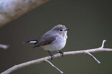 Wonder Of Wildlife, Bird photography