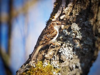 Eurasian Treecreeper (Certhia familiaris) Blue background and cute bird
