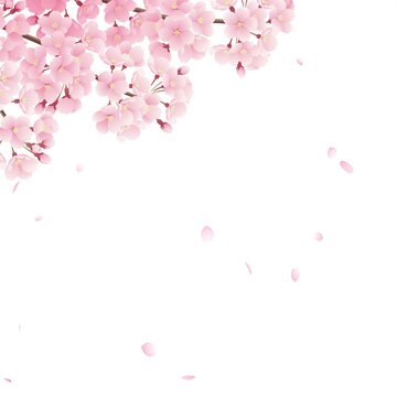 左上の満開の桜と左上から花びらが落ちる桜吹雪のループ動画【正方形ビデオ】