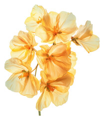 Delicate Yellow Flowers with Soft Petals on White Background, Isolated on Transparent Background
