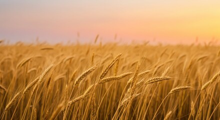 Obraz premium Golden wheat field under a colorful sunset, showcasing nature's beauty and tranquility
