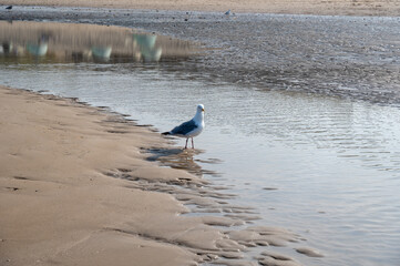 A  seagull stands on the sandy beach