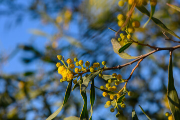 Bright yellow blossoms burst against a clear blue sky in a vibrant display of springtime beauty and nature's artistry