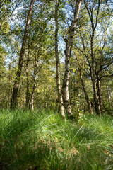 A forest of birch trees with grass