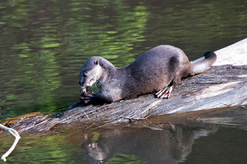 Lutrogale perspicillata eating meal