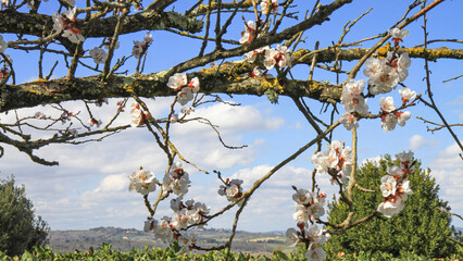 Spring blossom against a blue sky.