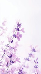 Naklejka premium Beautiful purple lavender flowers blooming in soft pastel colors